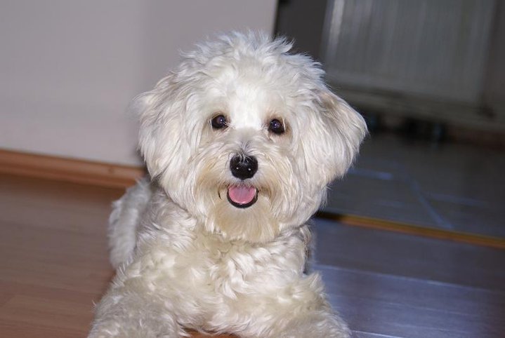 Bichon-Frisé