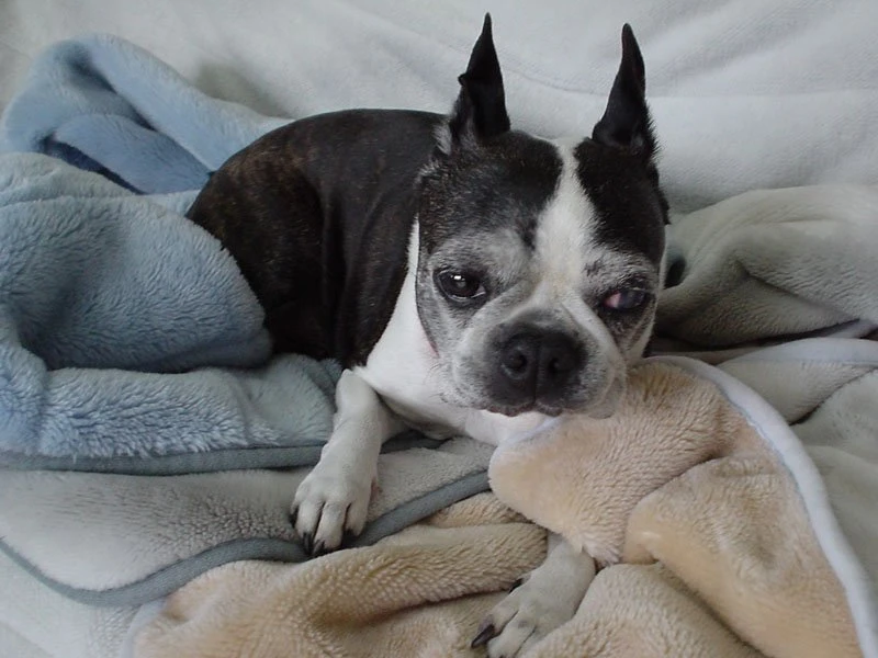 Boston Terrier
