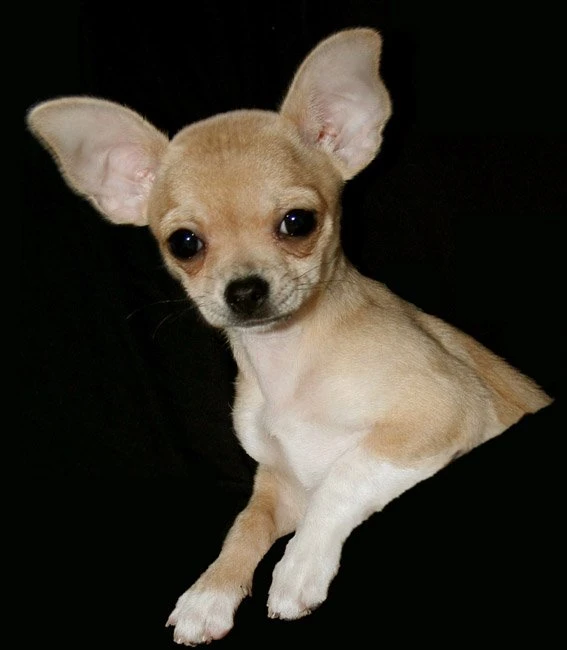Chihuahua cane