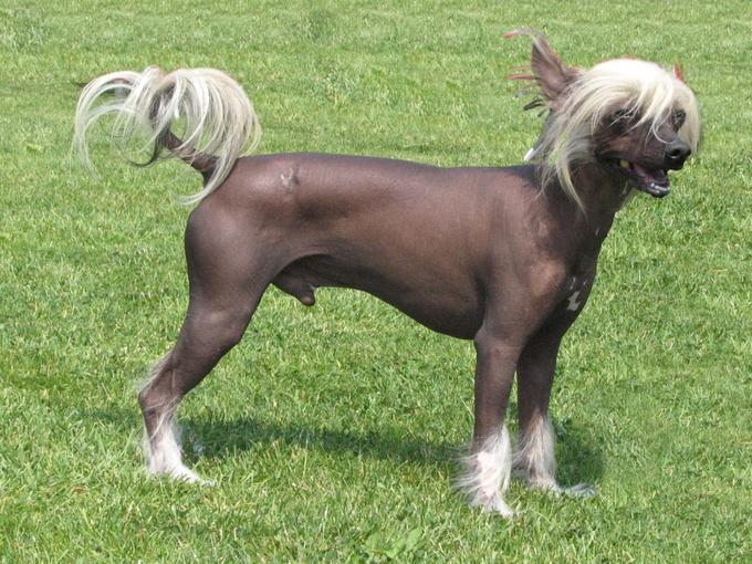 Chinese Crested