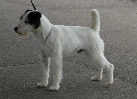 Jack Russell Terrier