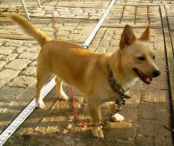 Portuguese Podengo Pequeno