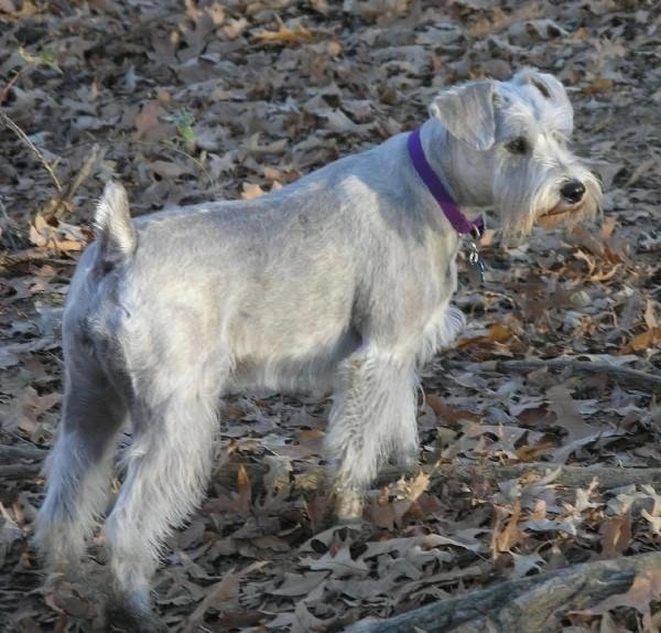 Schnauzer-Nano