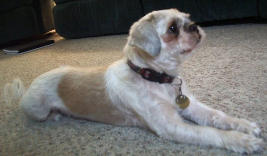 Shih-Tzu-cane