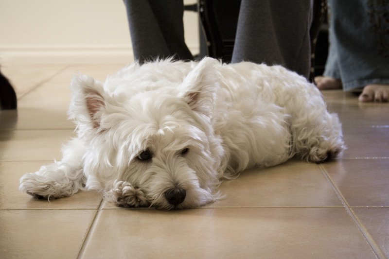 Cani Piccoli West Highland Terrier