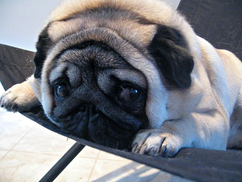 carlino