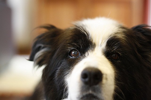 La Classifica dei Cani più Intelligenti