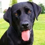Cane più intelligente al mondo