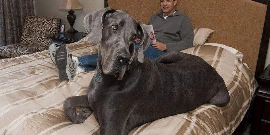 Cane più grande del mondo