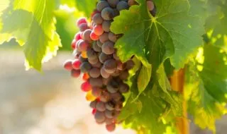 migliori vini siciliani